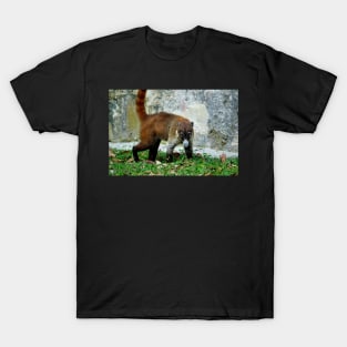 Guatemala - site archéologique de Tikal, Coatis T-Shirt